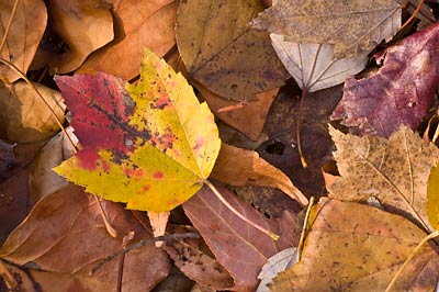 Fall_leaves.jpg